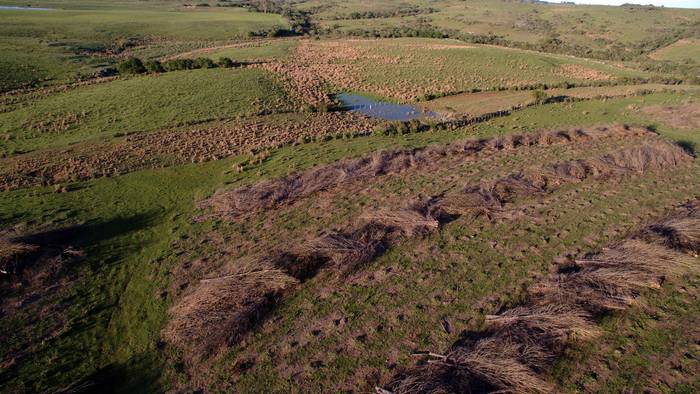 Plantación de pinos abandonada, en la Quebrada de los Cuervos. · Foto: Federico Gallego
