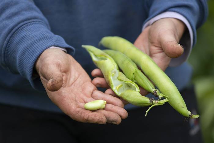 Wayra, chacra de producción agroecológica. · Foto: Alessandro Maradei